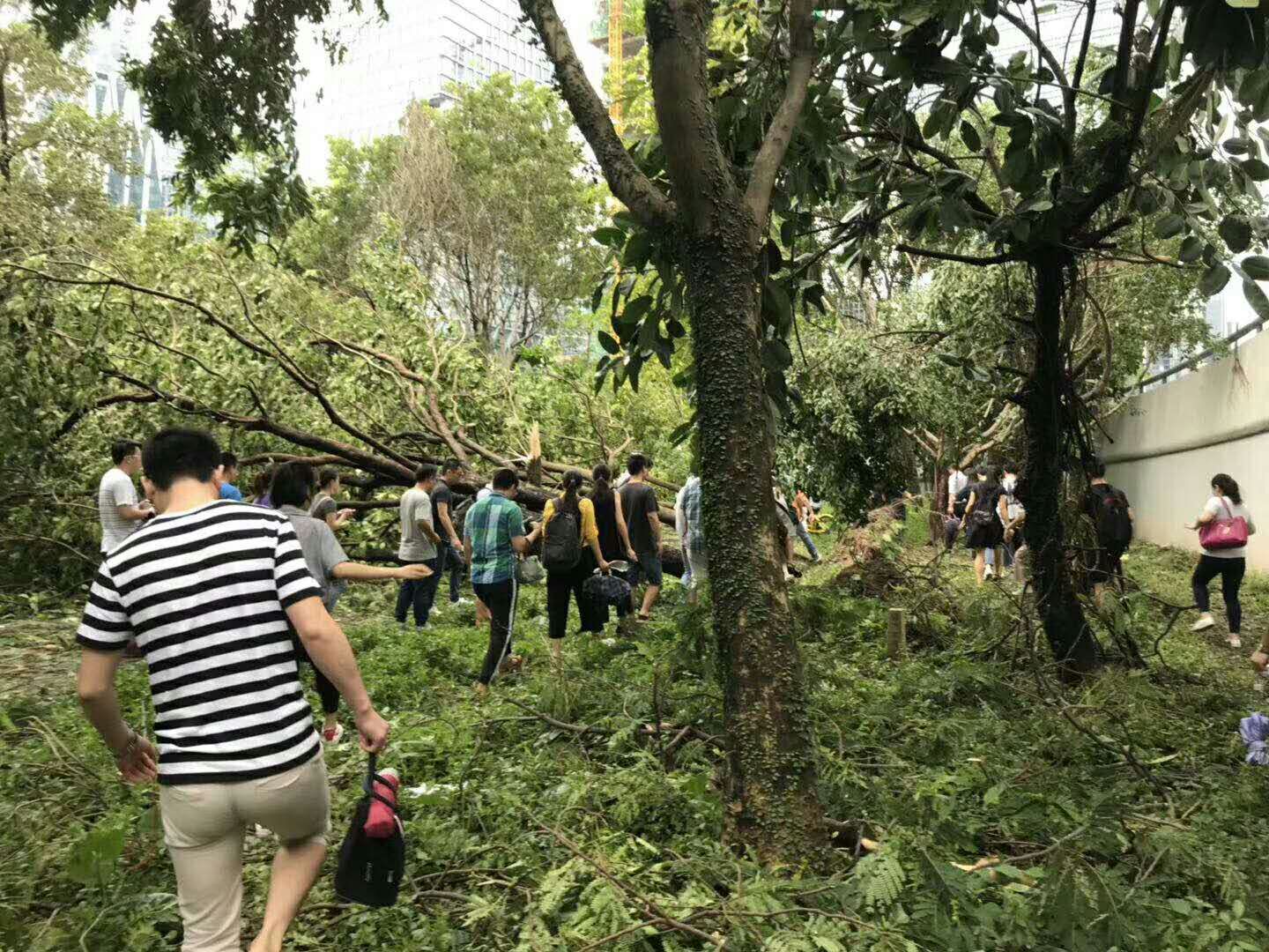 晶振廠家帶你看深圳臺風山竹帶來的一系列連鎖反應